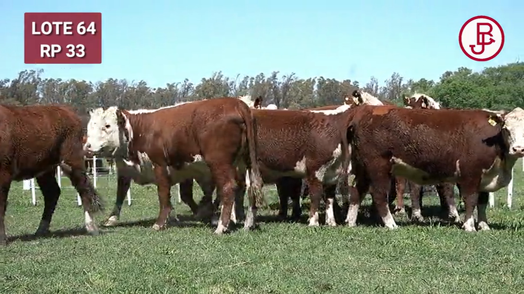 Lote VAQUILLONAS PREÑADAS Polled Hereford -PARICION OTOÑO 2024-