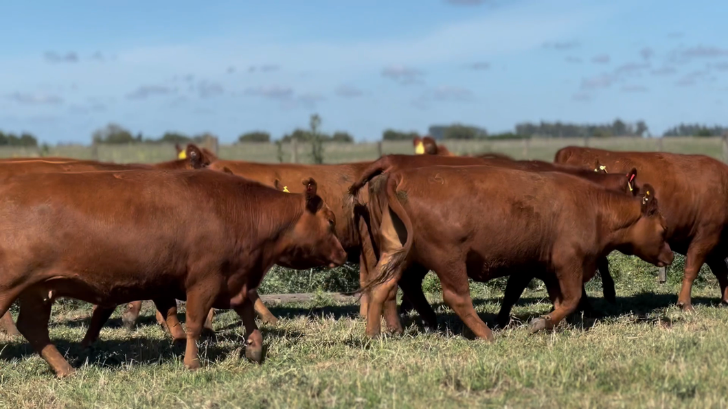 Lote 12 Vaquillonas preñadas