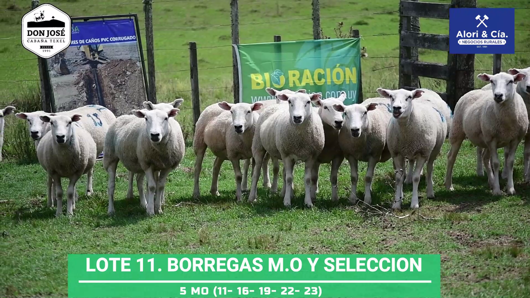 Lote 16 Borregas Texel a remate en Texel Don José 2022 en Tupambaé