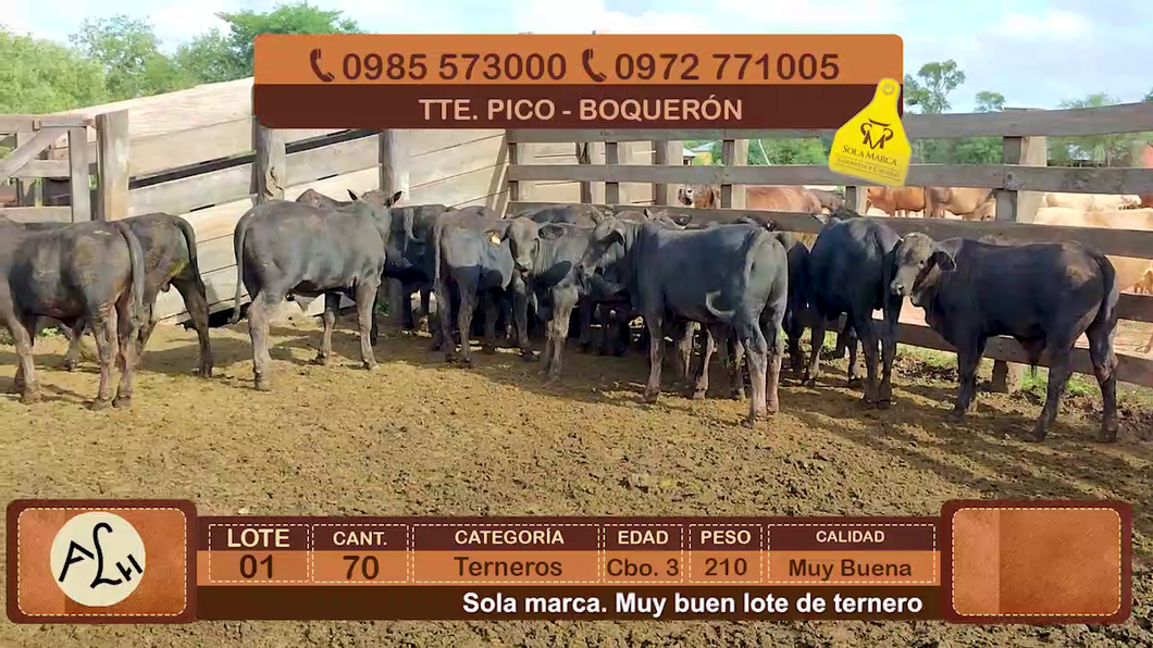 Lote 70 Terneros CBO 3 Tipo Brangus y Acebuzados. a remate en FERIA ESPECIAL DE TERNEROS CBO. 3 - AGROGANADERA LA HUELLA 210kg - , Boquerón