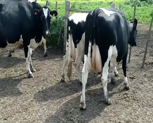 Lote 4 Vacas de Invernada HOLANDO a remate en REMATE DE PANTALLA 580kg -  en Asociación Rural de San José