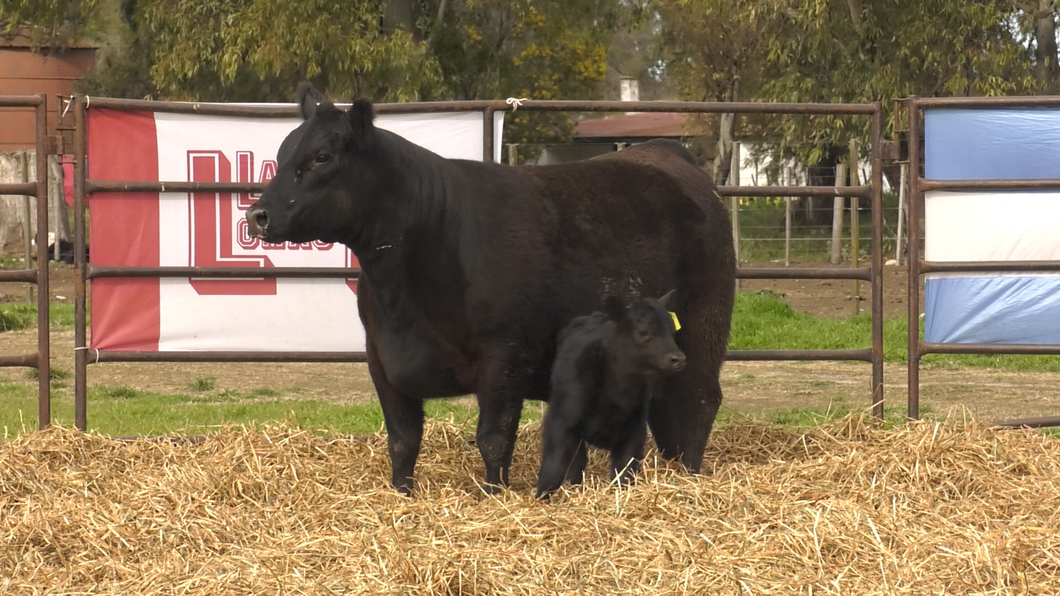 Lote VAQUILLONAS PP REMATE