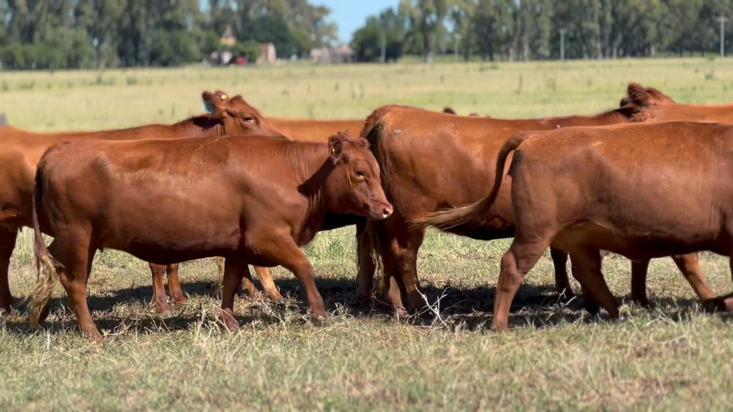 Lote 10 Vaquillonas C/ gtia de preñez