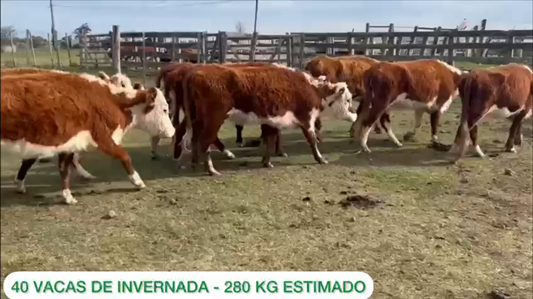 Lote 40 vacas de invernada