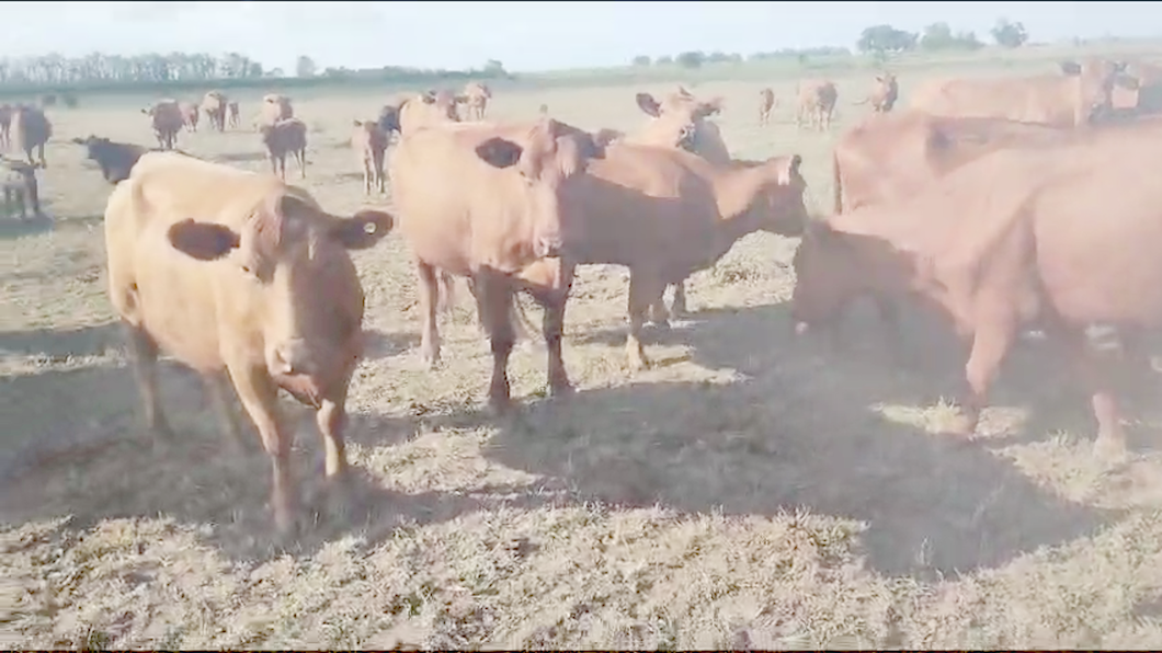 Lote 28 Vacas nuevas C/ cria en Pehuajó, Buenos Aires