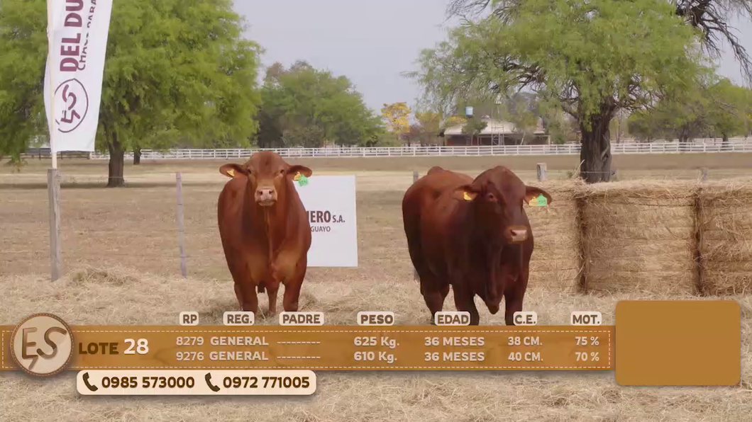 Lote Toro