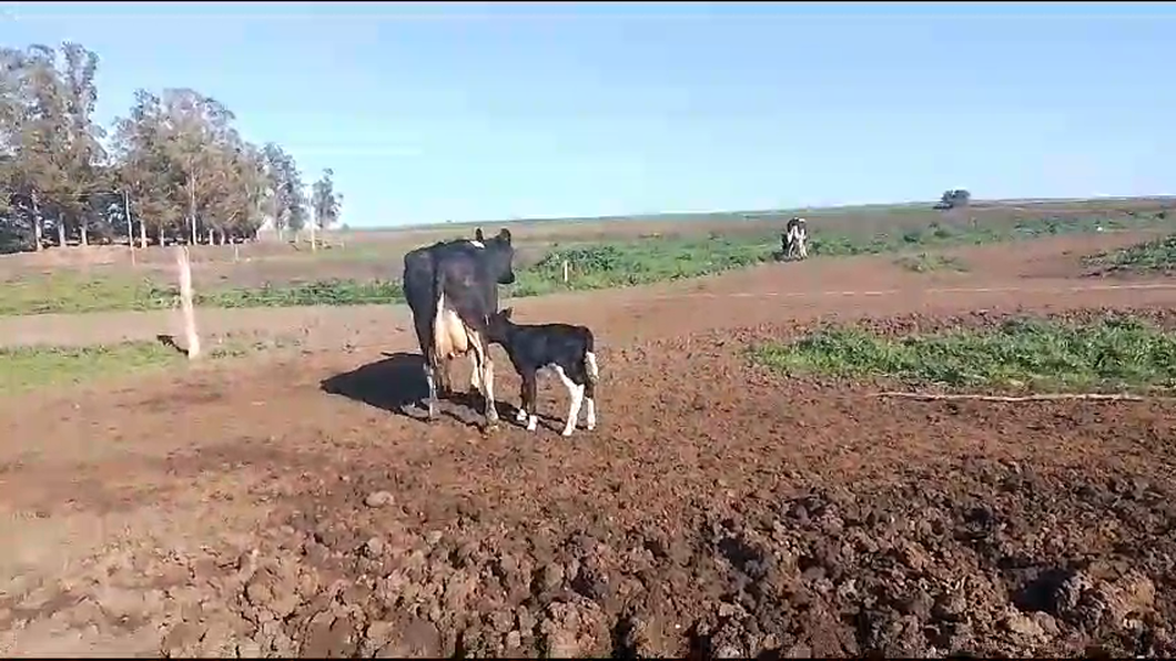 Lote 2 Vaquillonas  a remate en Remate por pantalla de la Exposición de San José 550kg -  en Mundo Azul