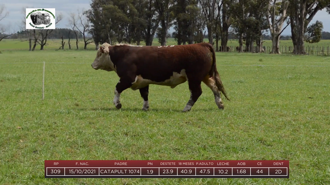 Lote Toros a remate en 6to Remate Anual Cabaña "El Trébol" de Martín Salto Stefani, Paysandú