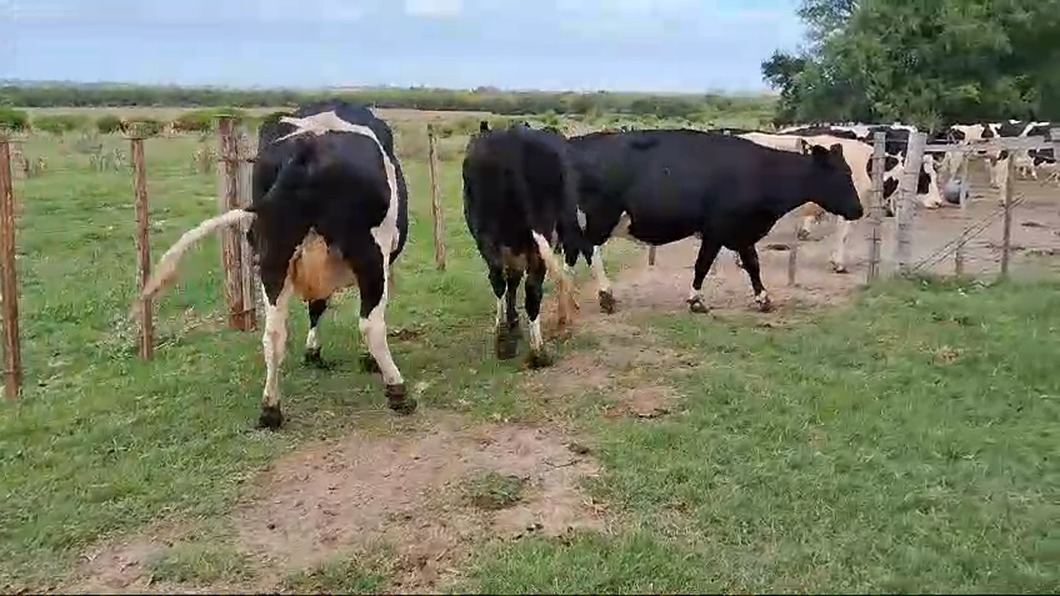 Lote 3 Vacas de Invernada a remate en Pantalla Camy 500kg -  en Rincon de la Torre