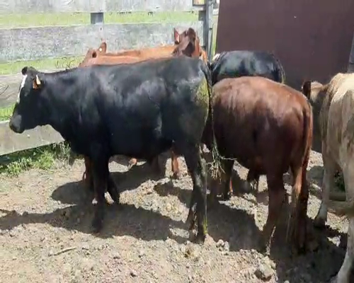 Lote 14 Novillos ANGUS Y CRUZA a remate en REMATE DE PANTALLA 270kg -  en Asociación Rural de San José