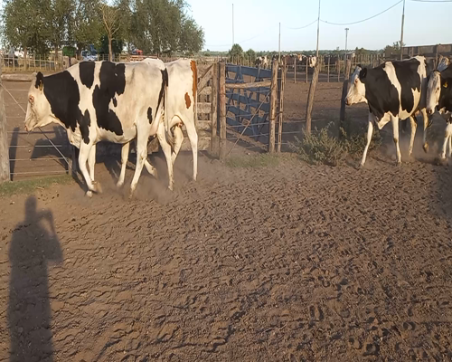 Lote Vaquillonas preñadas caraguata 4