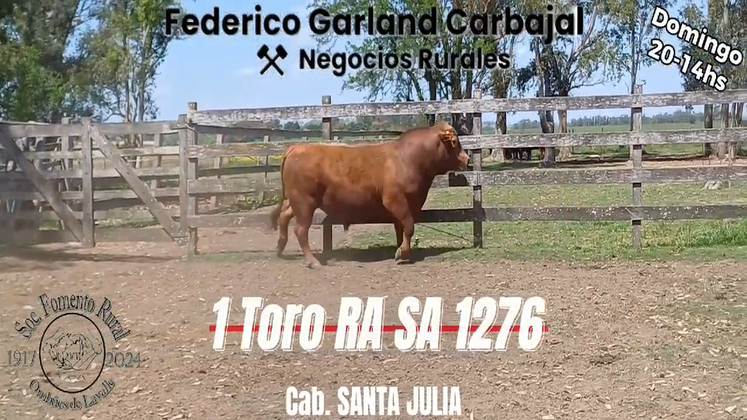 Lote TORO SA RED ANGUS a remate en Expo Ombues en OMBUES DE LAVALLE