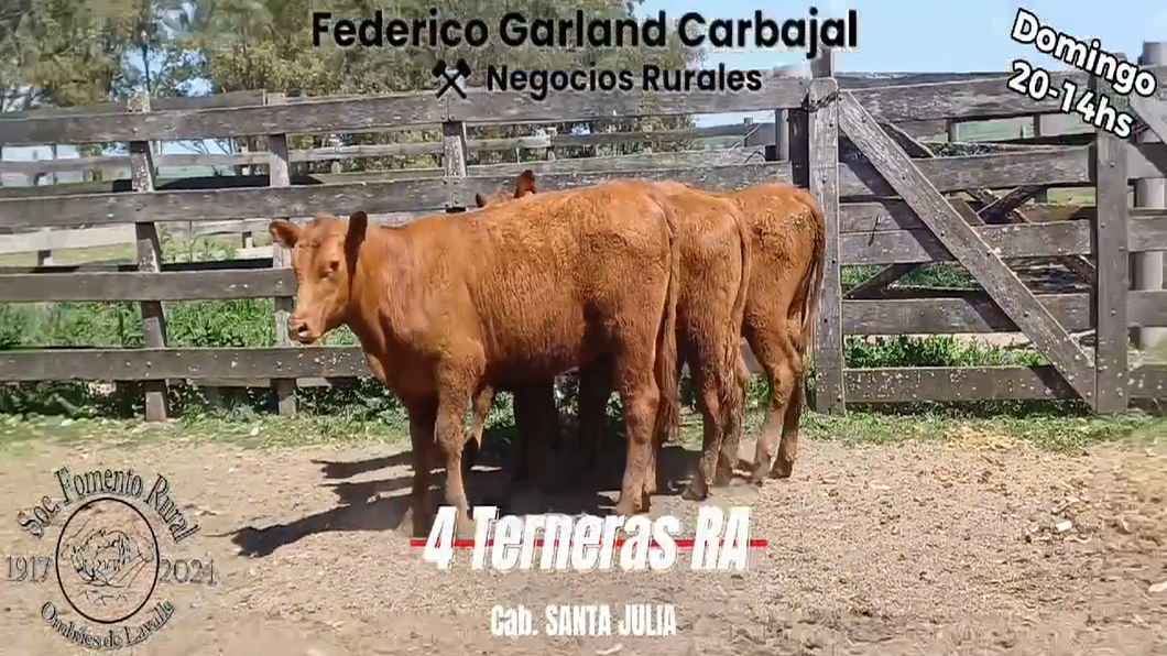 Lote 4 Terneras RED ANGUS a remate en Expo Ombues en OMBUES DE LAVALLE