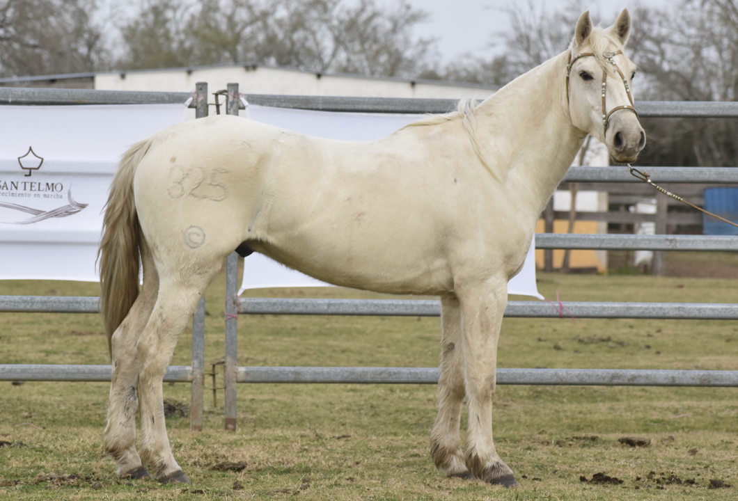 Lote BALOTAGE SAN TELMO