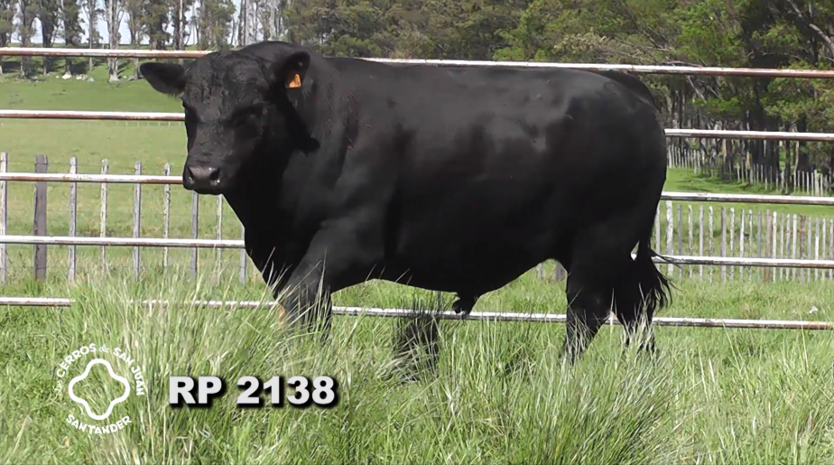 Lote 2 Toros Aberdeen Angus a remate en Los Cerros de San Juan - Santander, Artigas