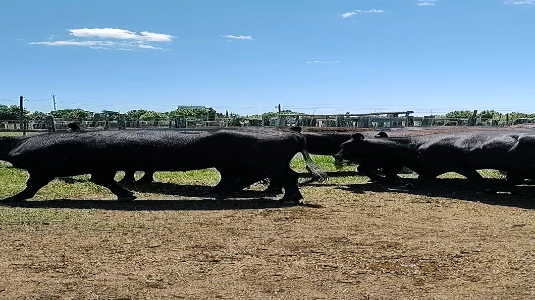 Lote 14 Vaquillonas/Vacas Entoradas en Tupambaé, Cerro Largo