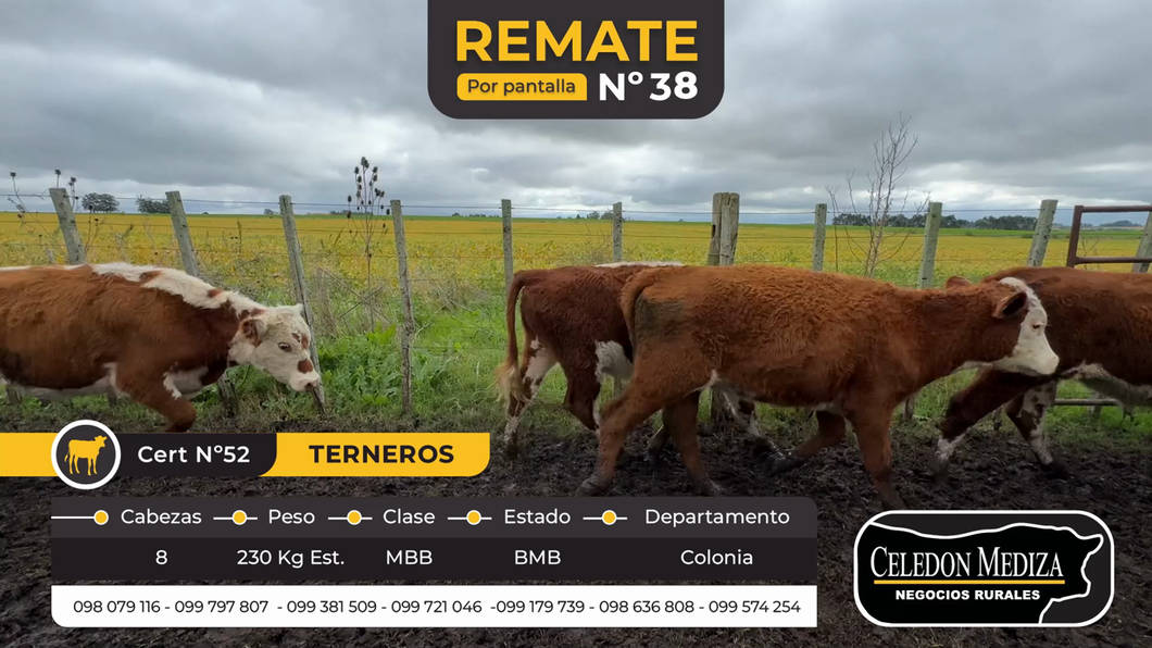 Lote 8 Terneros en Otra Localidad, Colonia