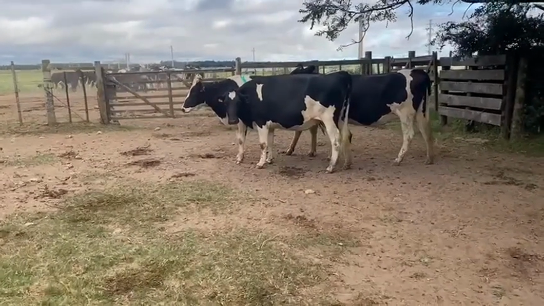 Lote 3 Vaquillonas Proximas Holandesas a remate en 10° Entre Martillos  en R 1 Km 42