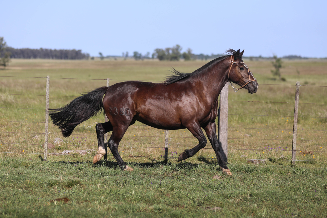 Lote DEL SILENCIO RUMBERITA