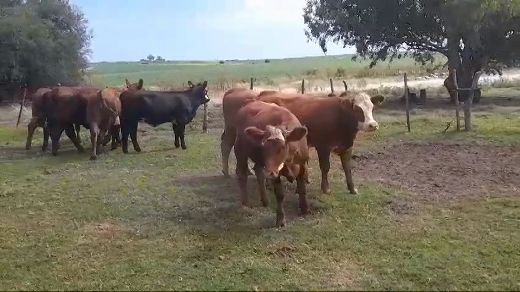 Lote 8 Vaquillonas 1 a 2 años HEREFORD/ ANGUS a remate en #42 Pantalla Carmelo  335kg -  en COLONIA ARRUE