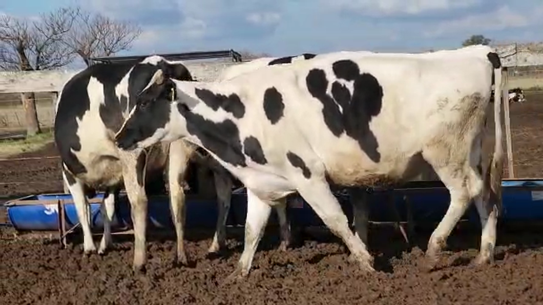 Lote Agrop. Don Bartolome