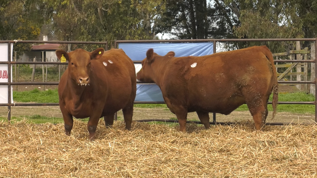 Lote VAQUILLONAS ANGUS  PP REPOSICIÓN LA LEGUA