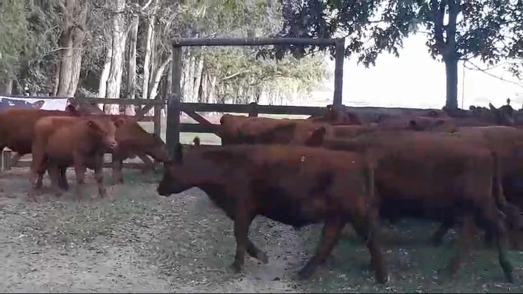 Lote 60 Terneros en Casalins, Buenos Aires
