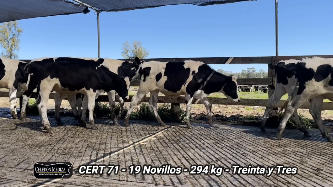 Lote 19 Novillos 1 a 2 años en Treinta y Tres