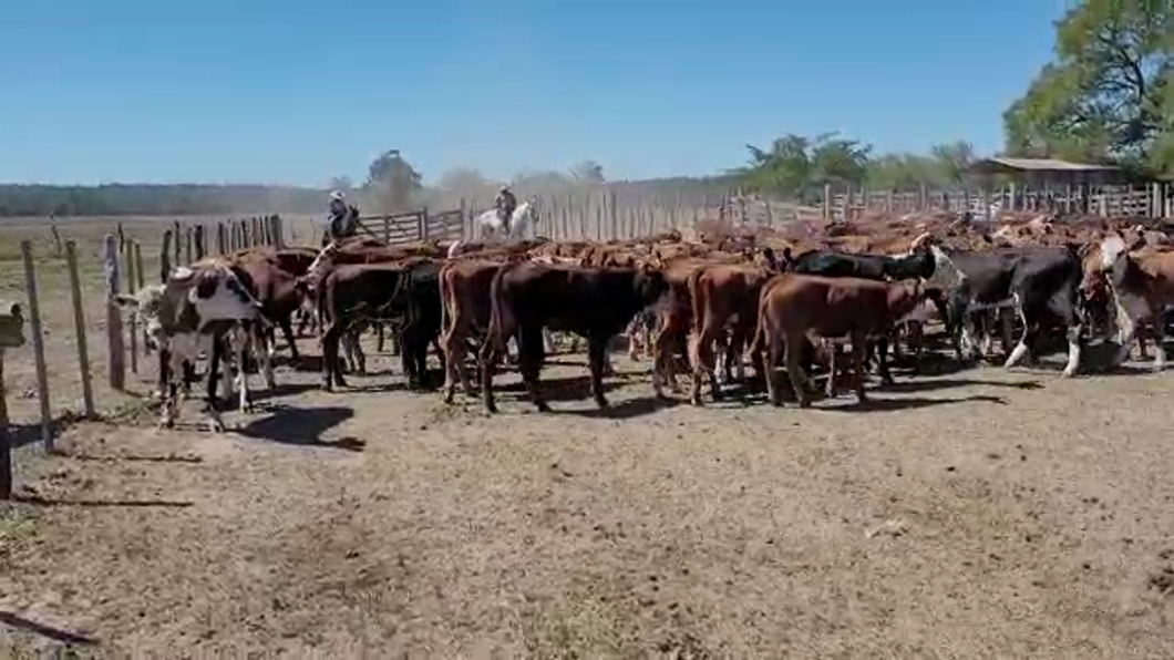 Lote 129 Terneras Braford, brangus y sus cruzas en Pueblo Libertador, Corrientes