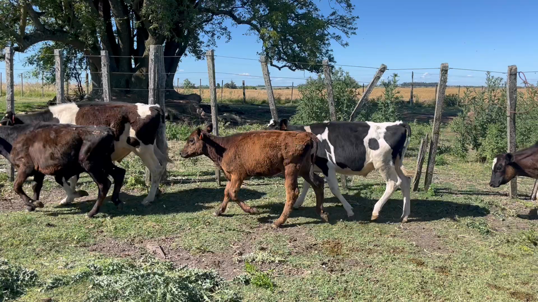 Lote TERNEROS Y TERNERAS