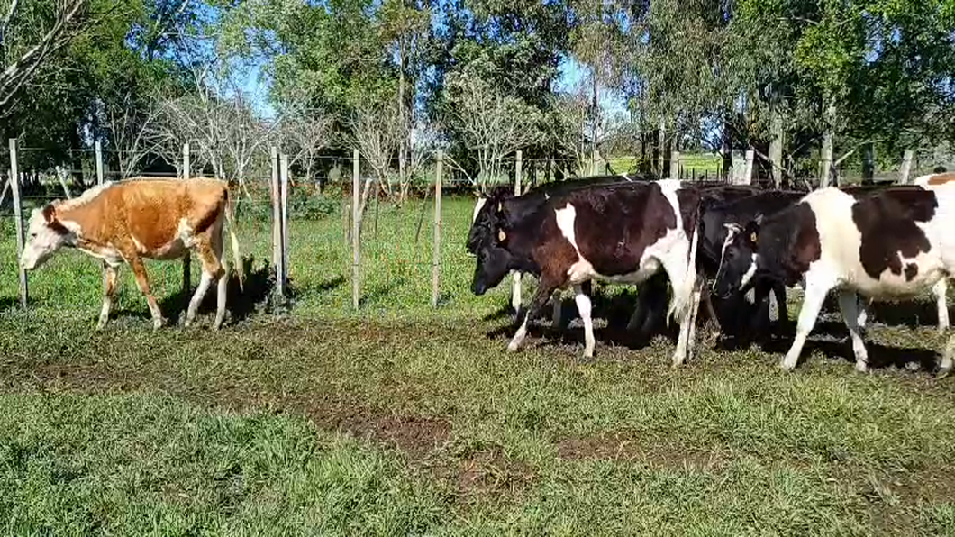 Lote (Vendido)11 Vaquillonas holando HOLANDO a remate en #50 Pantalla Carmelo 220kg -  en PARADA SUAREZ