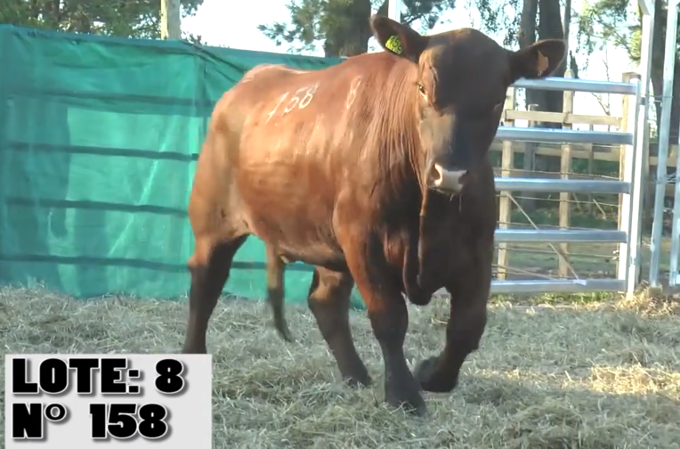 Lote 3 Toros a remate en La Empastada, Salto