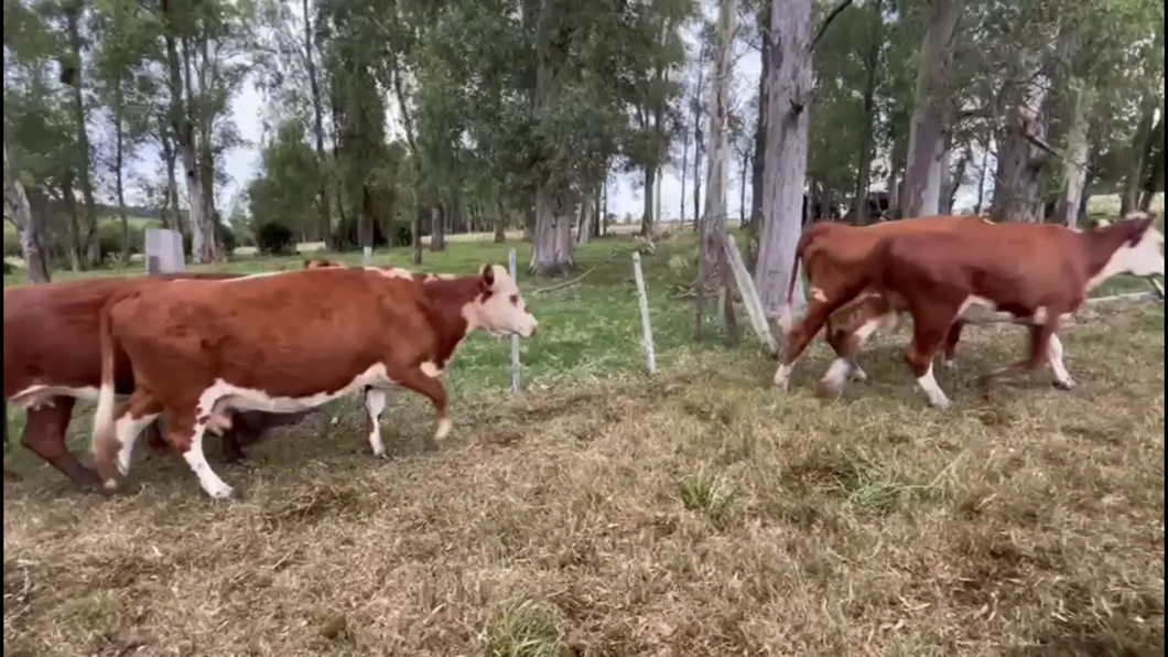 Lote VACAS PREÑADAS