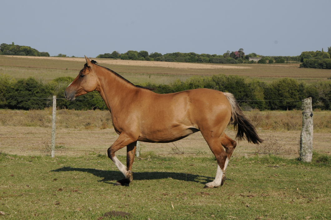 Lote Catalana Esperanza
