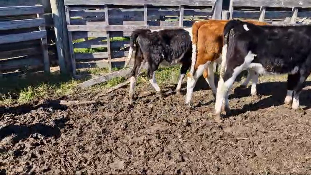 Lote 20 Terneras Holando a remate en Pantalla Camy  en Ciudad Rodriguez