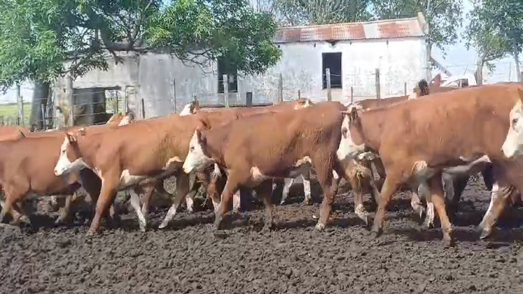 Lote 40 Vaquillonas 1 a 2 años HE - HE/ AA a remate en #50 Pantalla Carmelo 300kg -  en FLORES