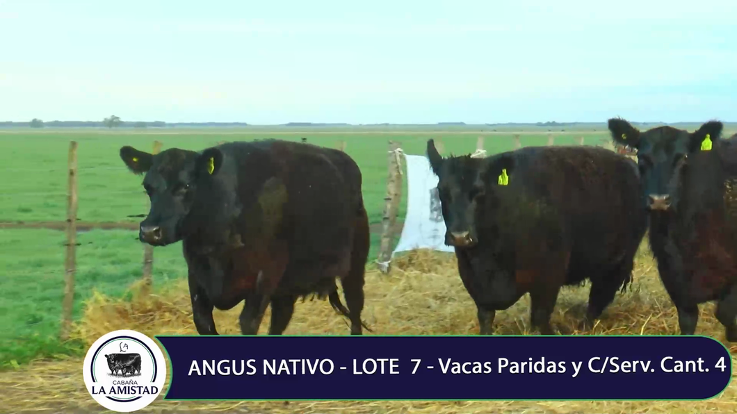 Lote VACAS Y VAQUILLONAS PARIDA Y CON SERVICIO