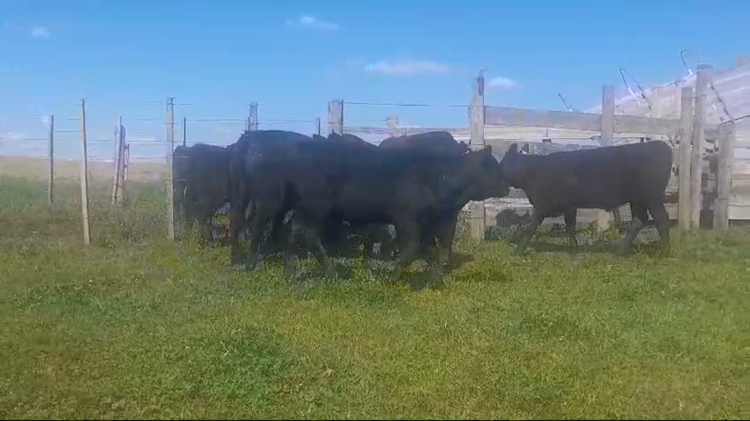 Lote 6 Terneras ANGUS a remate en #50 Pantalla Carmelo 210kg -  en MIGUELETE