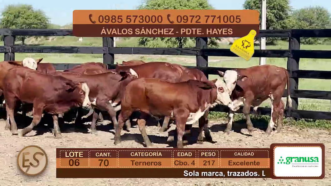 Lote (Vendido)70 Terneros Cbo 4 a remate en Feria Elite de Terneros Cbo 4 - DEL DUERO SA 217kg - , Presidente Hayes