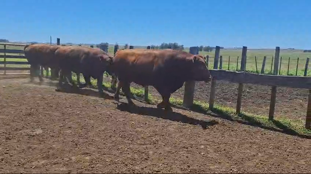 Lote 3 Toros 3 RA a remate en 26° Remate Anual en LAURELES