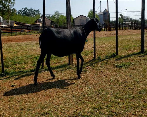 Lote Hembra P1 a remate en 1° Feria Online APCO Dorper y Santa Inés en Santa Rita