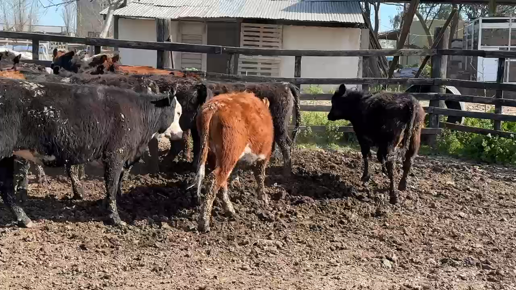 Lote 28 Vaquillonas en La Plata, Buenos Aires