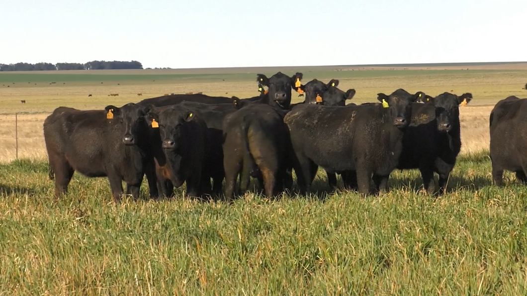 Lote VACAS  ANGUS NEGRAS MAS  C/ GTIA DE PREÑEZ