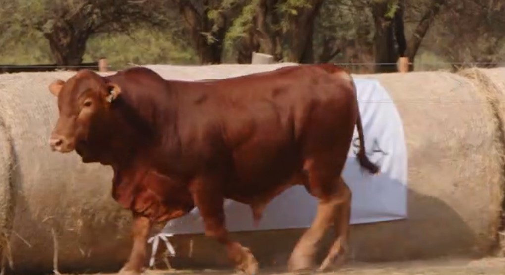 Lote Toros