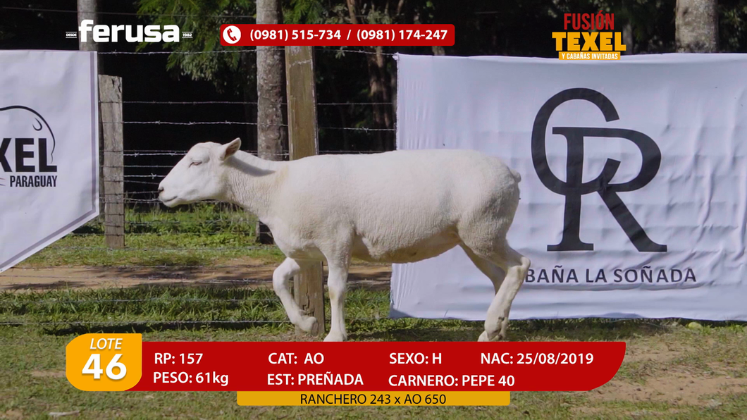 Lote Lote 46