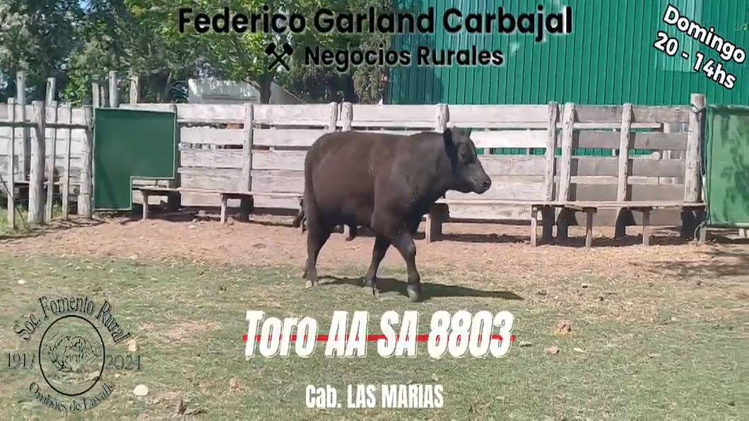 Lote TORO SA ANGUS a remate en Expo Ombues en OMBUES DE LAVALLE