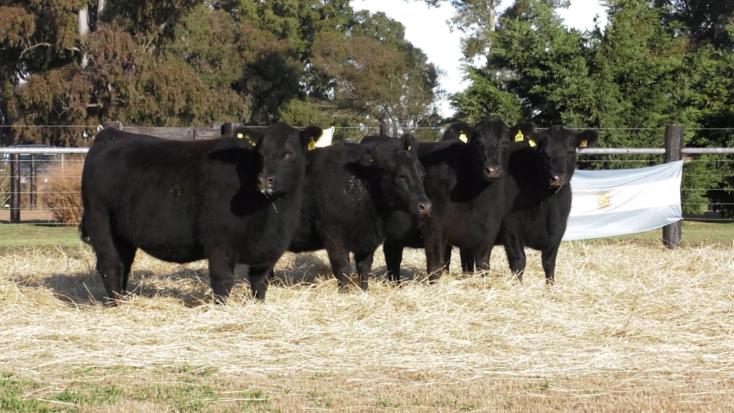 Lote VAQUILLONAS ANGUS PURO CONTROLADAS