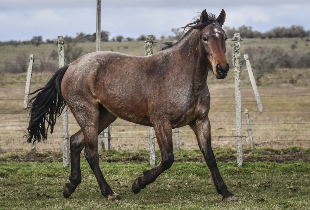 Lote TRADICION LA FLECHILLA