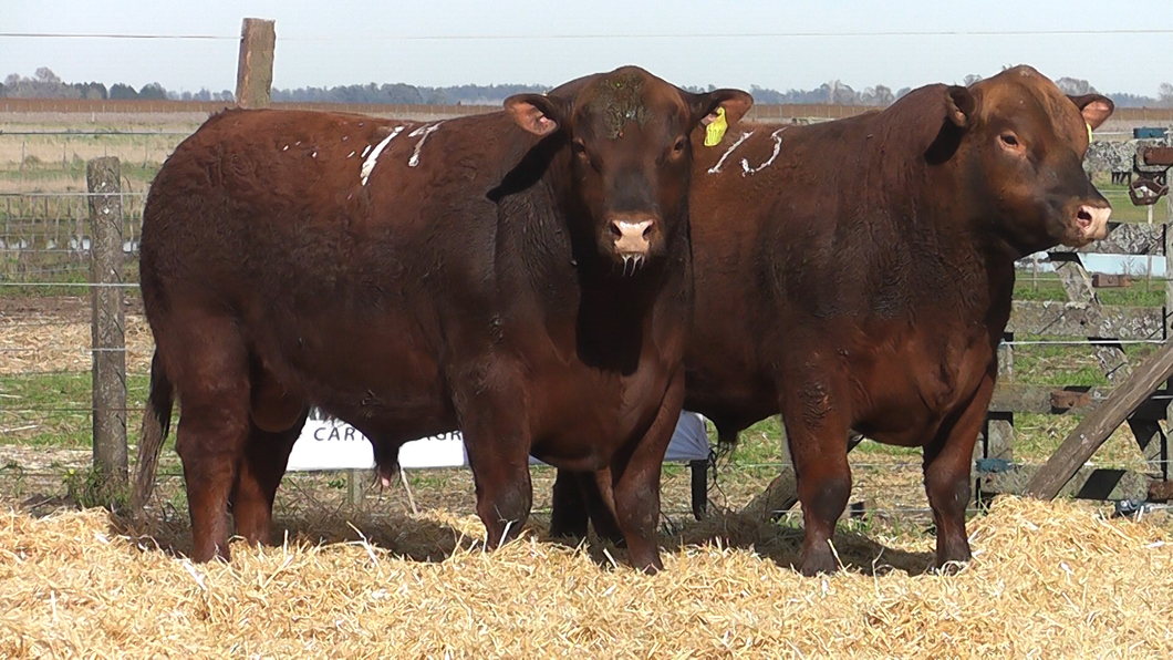 Lote TOROS