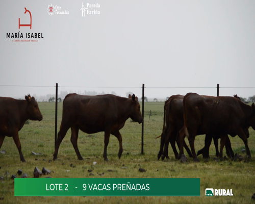 Lote 9 Vacas Preñadas